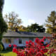 Burning Bush
