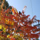 Sumac and Grape Vine