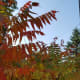 Sumac and Grape Vine