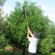 Apples at the highest branches are no match for the Apple Picker. They fall right in.
