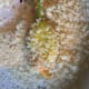 Dip the stuffed blossom in the egg and then in the panko.