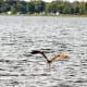Oops! Someone's bait flew too close to the surface. Now it's an osprey's lunch.