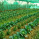 has-globalization-changed-rural-india