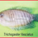 Trichogastr fasciatus