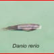 Danio rerio