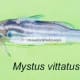 Mystus vittatus