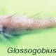 Glossogobius giuris