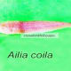 Ailia coila
