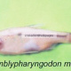 Amblypharyngodon mola