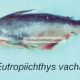 Eutropiichthys vacha