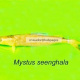 Mystus seenghala