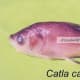 Catla catla