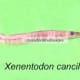 Xenentodon cancila