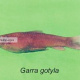 Garra gotyla