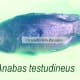 Anabas testudineus