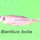 Barilius bola