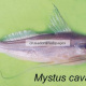 Mystus cavasius