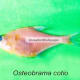 Osteobramo cotio