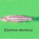 Esomus danricus