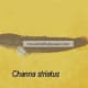 Channa striatus