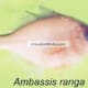 Ambassis ranga