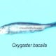 Oxygaster bacaila