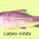 Lebeo rohita