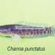 Channa punctatus