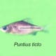 Puntius ticto