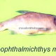 Hypophthalmichthys molitrix