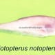 Notopterus notopterus