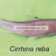 Cirrhina reba