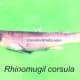 Rhinomugil corsula