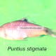 Puntius stigmata