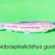 Lepidocephalichthys guntea