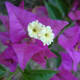 all-about-bougainvillea