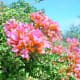 all-about-bougainvillea