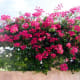 all-about-bougainvillea