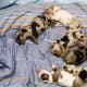 A good idea of the different looks the merle gene can give to pups of the same litter.