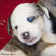 Shockingly blue eyes from the merle gene.