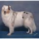 Double merle collie with perfect sight, but deaf in one ear. (Trailblazer's North Star: Pepper)