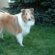 Sable merle collie, with hardly visible merle markings! (Trailblazer's Heart of Gold: Isaac)