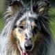 Blue merle Rough Collie. (Photo by Jari Lehtikangas)
