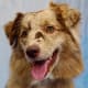 Red merle Australian Shepherd.