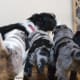 Merle puppy butts!