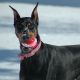 stylizing-your-dog