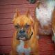 stylizing-your-dog