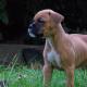 all the same boxer.