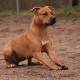 American Staffordshire