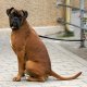 Boxer